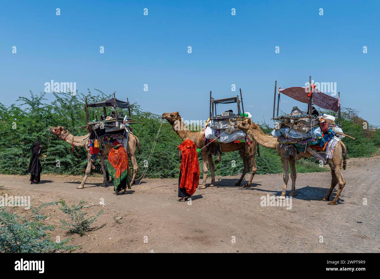 Beduin sui loro cammelli, Gujarat, India Foto Stock