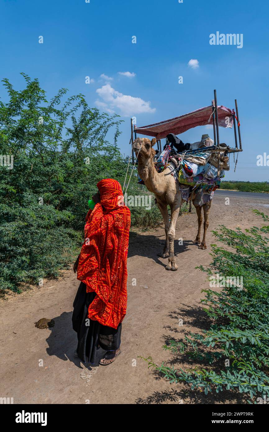 Beduin sui loro cammelli, Gujarat, India Foto Stock