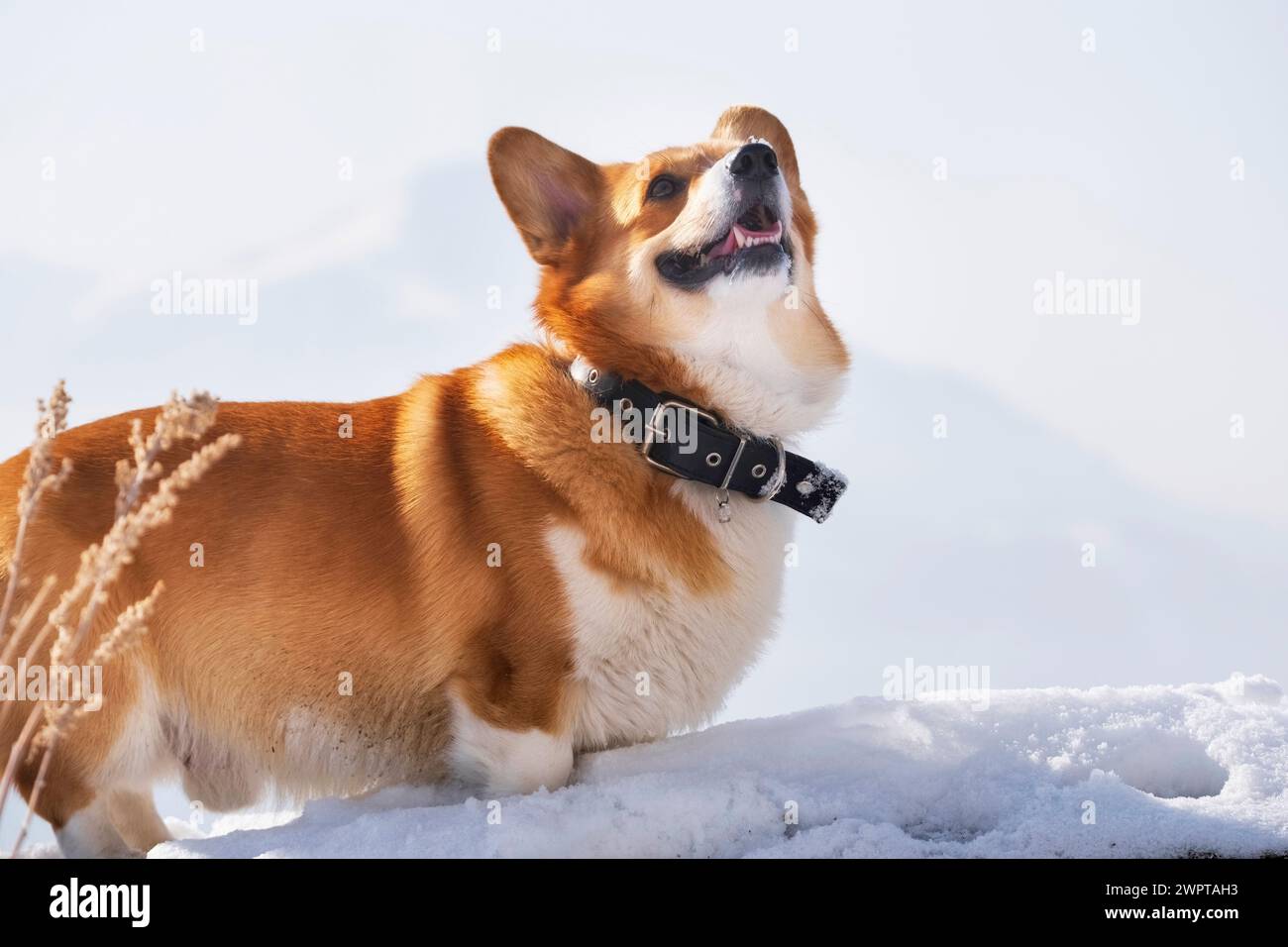 Ritratto di un cane felice con un sorriso, rosso gallese Corgi Pembroke nella neve in montagna Foto Stock