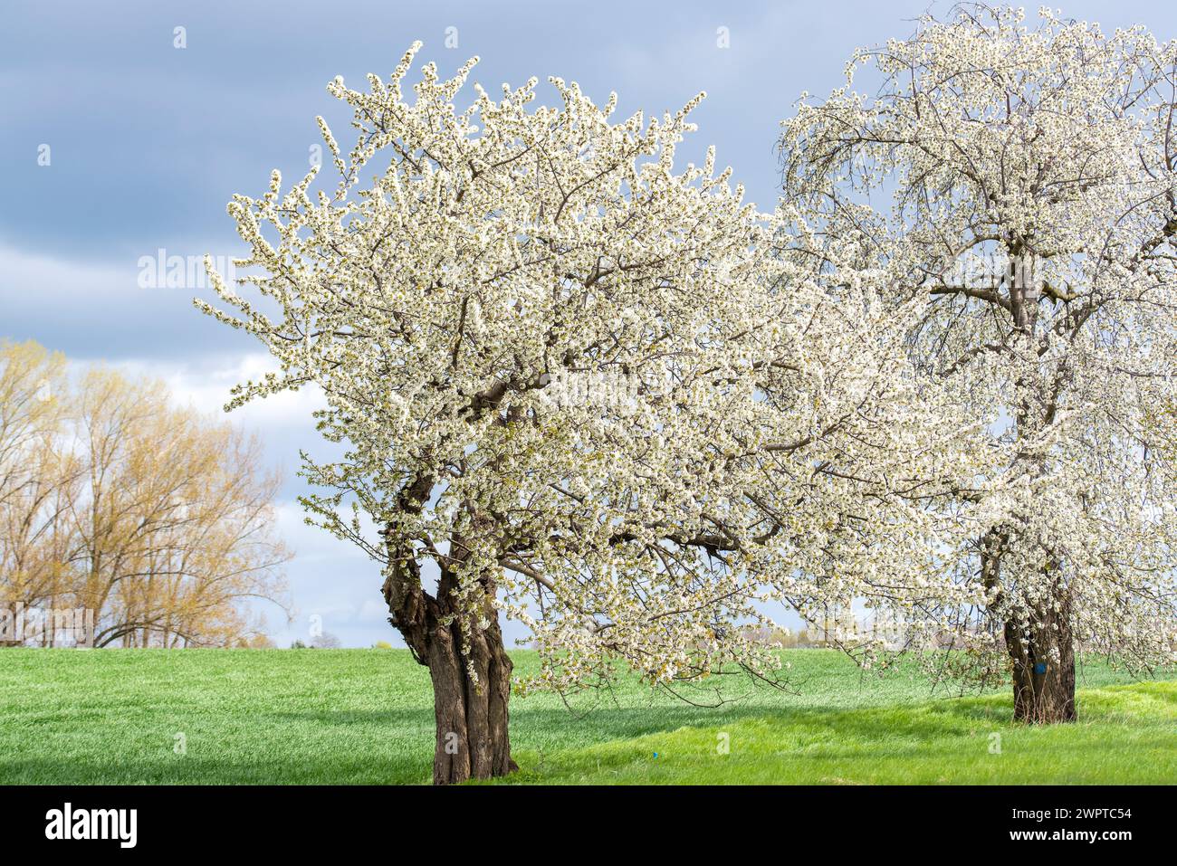 Ciliegio selvatico (Prunus avium), collegamento locale con Nossen, Germania Foto Stock