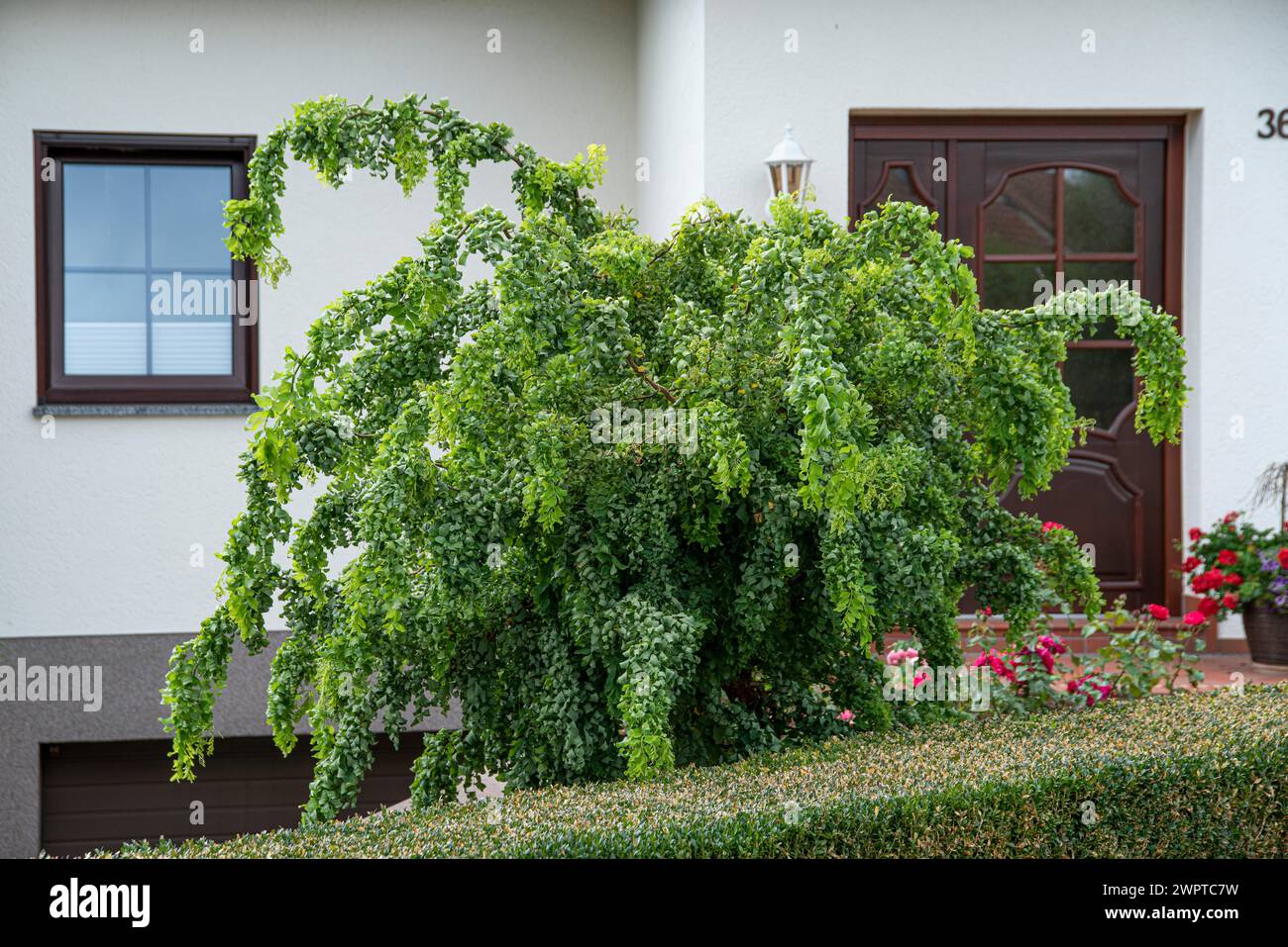 Cavatappi robinia (Robinia pseudoacacia TWISTY BABY), Germania Foto Stock