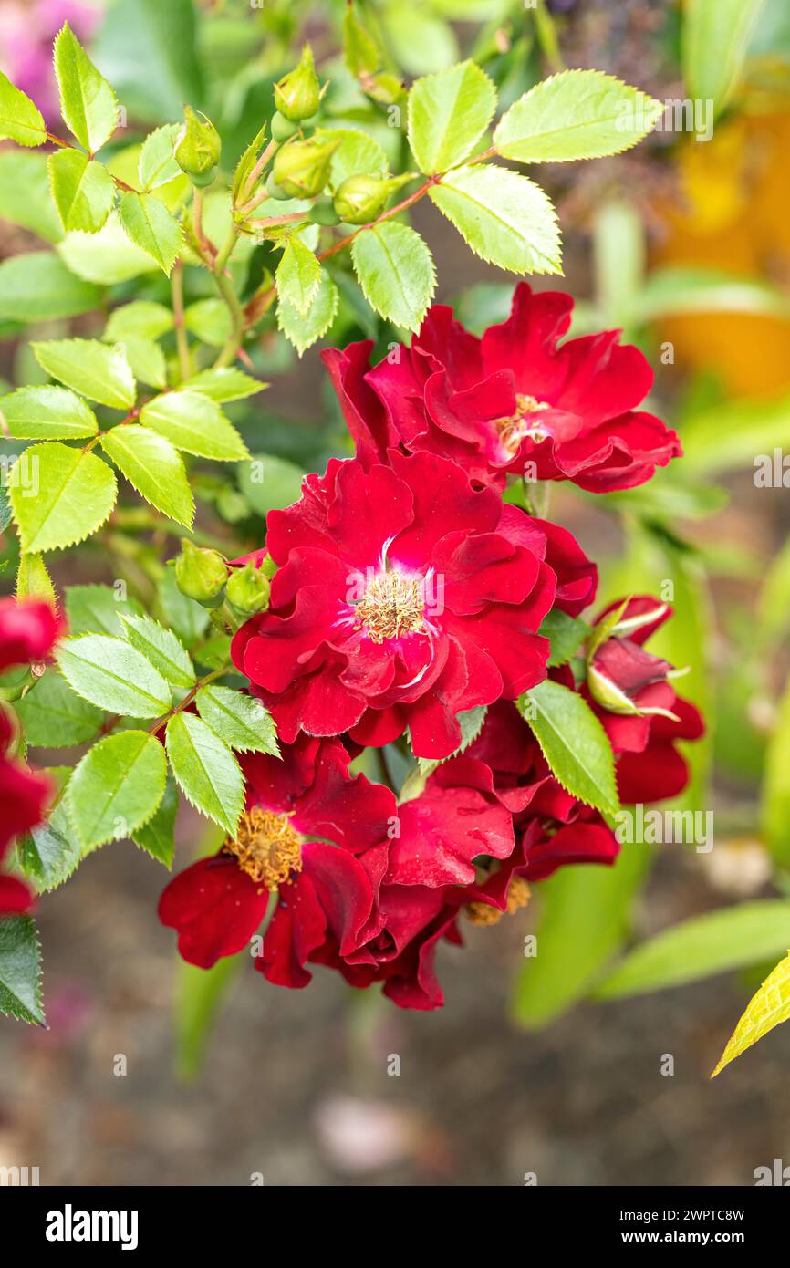 Bienenenweide-Rose (Rosa 'BienweideR Rot'), BS Saemann, Germania Foto Stock