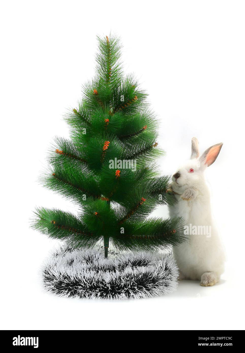 Adorabile coniglio di Natale bianco sotto l'albero isolato su sfondo bianco Foto Stock