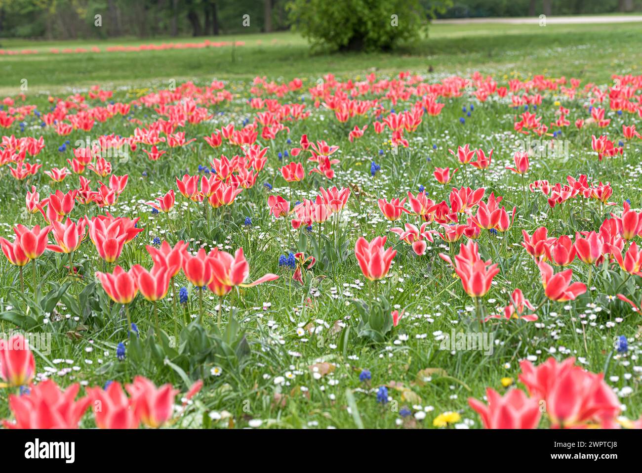 Tulip (Tulipa greigii 'Pinocchio'), Treptower Park, Germania Foto Stock