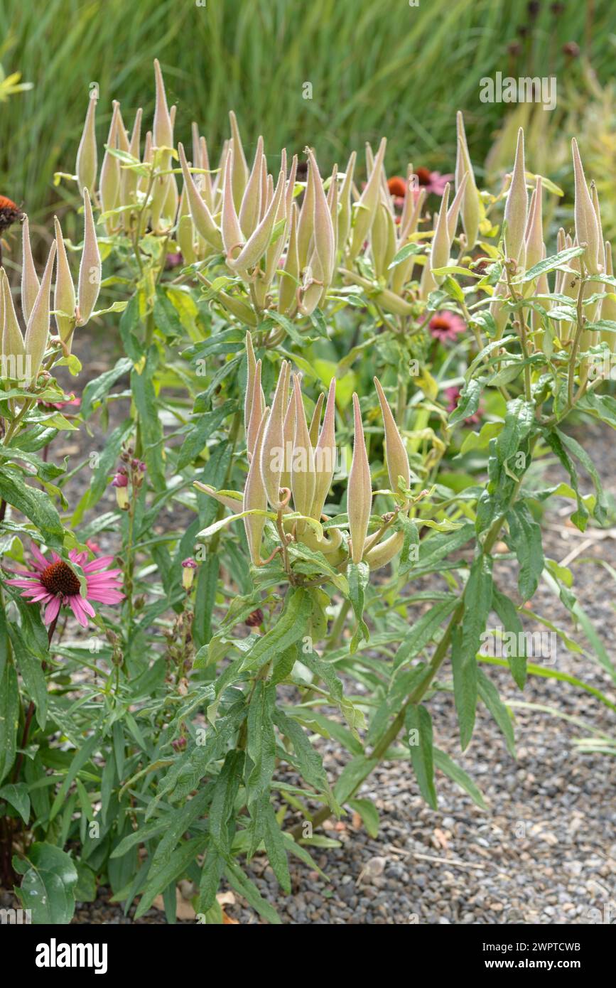 Erba farfalla (Asclepias tuberosa), EGA Park, Erfurt, Turingia, Germania Foto Stock