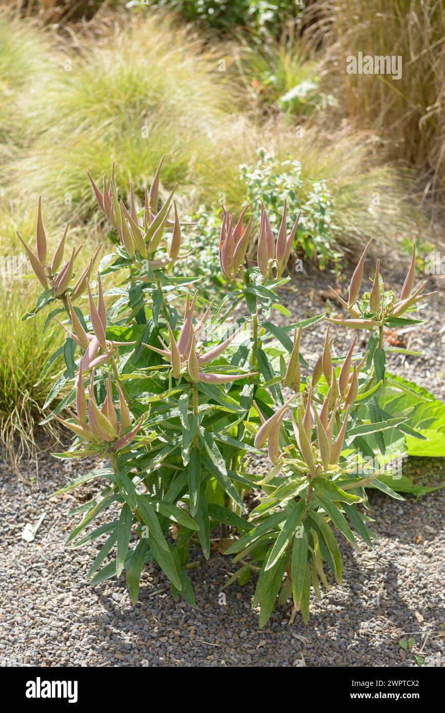 Erba farfalla (Asclepias tuberosa), EGA Park, Erfurt, Turingia, Germania Foto Stock