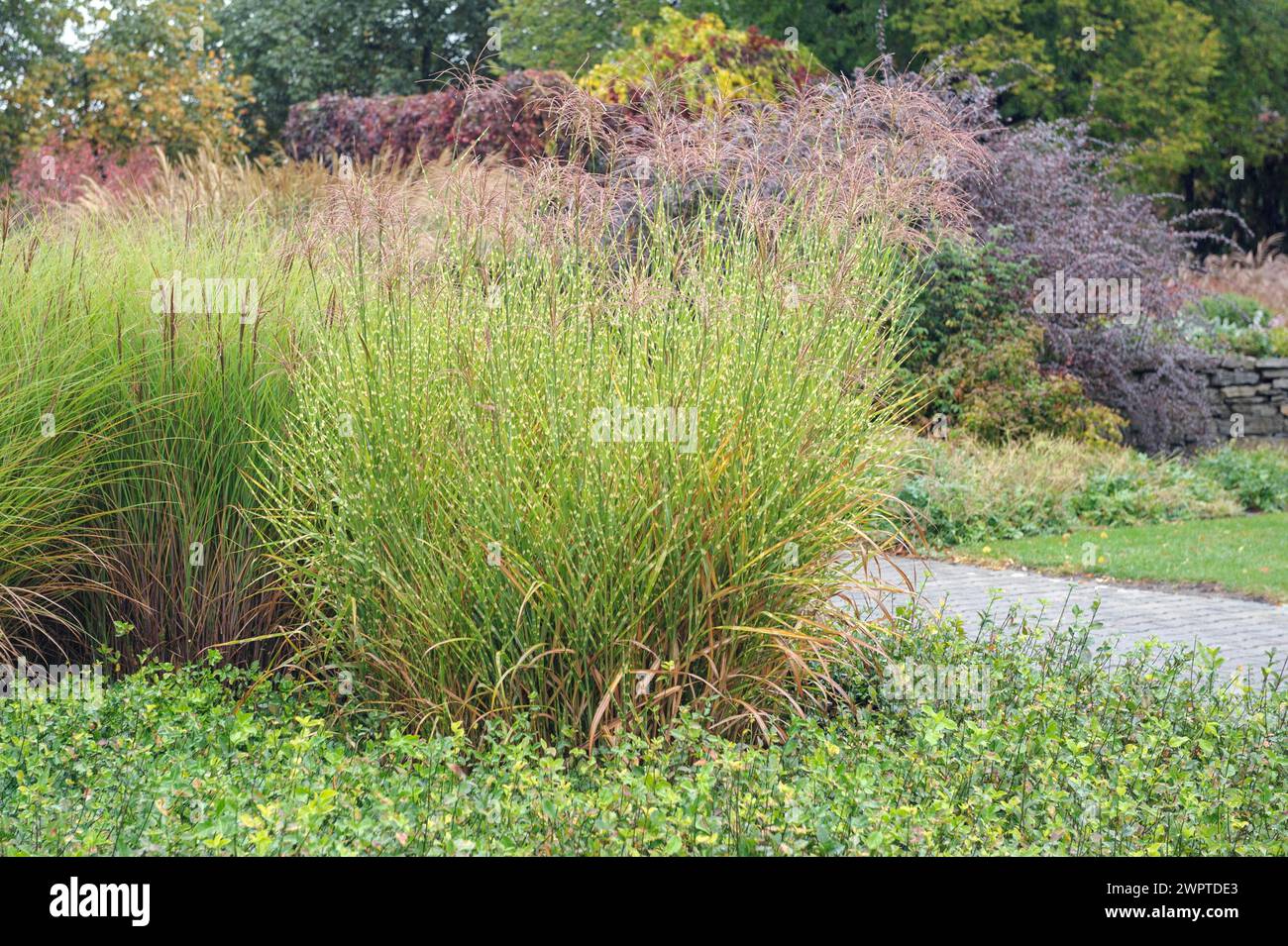 Orto erboso, porcospino (Miscanthus sinensis 'Strictus'), canne cinesi (Miscanthus sinensis 'Gracillimus') Foto Stock