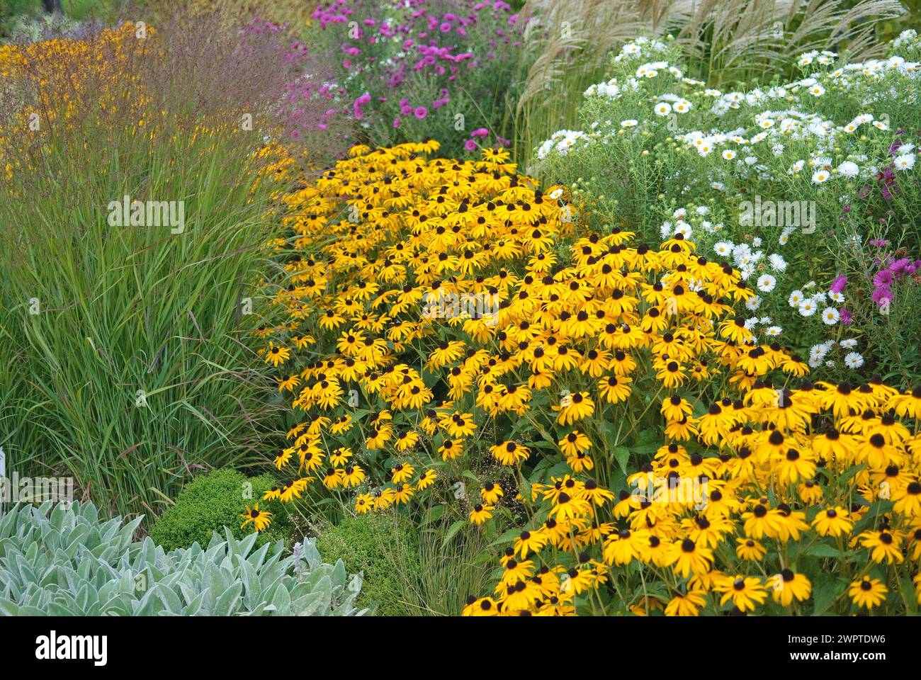 Coneflower (Rudbeckia fulgida 'Goldsturm'), EGA-Park, Erfurt, 81 Foto Stock