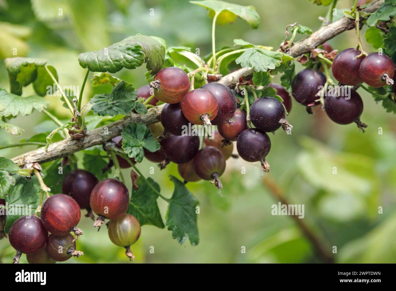 Ribes x nidigrolaria "Josta" JOSTABERRY, De Tuinen van Appeltern, Appeltern, Gheldria, Paesi Bassi Foto Stock