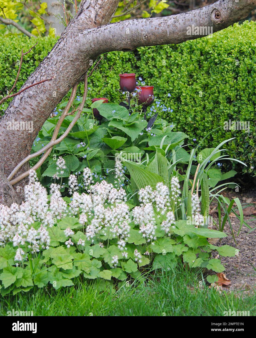 Fiore di schiuma (Tiarella cordifolia), bugloss siberiano (Brunnera macrophylla), an den Dorfwiesen 9, Sassonia, Germania Foto Stock