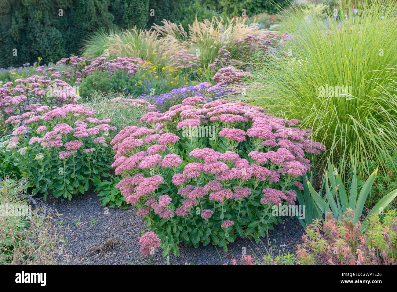 Stonecrop (Sedum 'Herbstfreude'), EGA-Park, Erfurt, Turingia, Germania Foto Stock