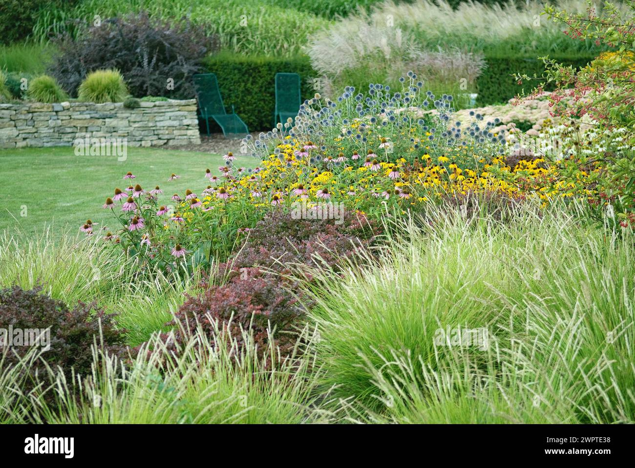 Giardino perenne (Sesleria autumnalis), EGA-Park, Erfurt, 81 Foto Stock