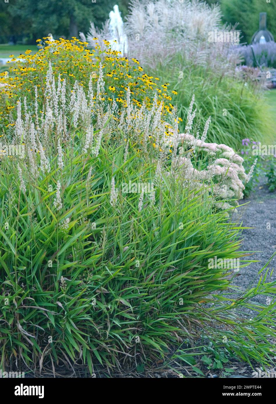 Spodiopogon sibiricus, EGA-Park, Erfurt, 81 Foto Stock
