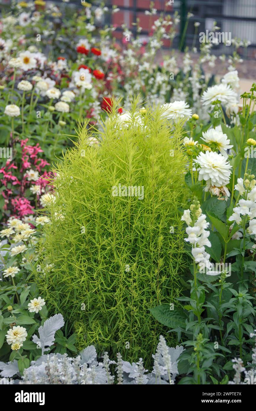 Cipresso estivo (Kochia scoparia 'Green Bunch'), Landesgartenschau 2012, Loebau, Sassonia, Germania Foto Stock