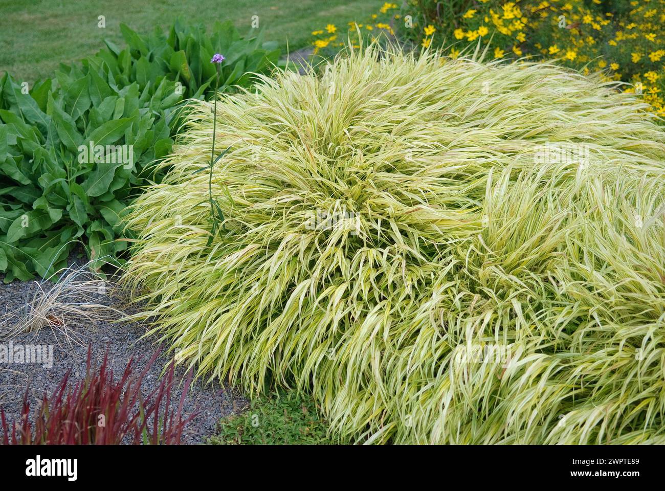 Japanese Golden Ribbon Grass (Hakonechloa macra 'Alboaurea'), EGA Park, Erfurt, 81 Foto Stock