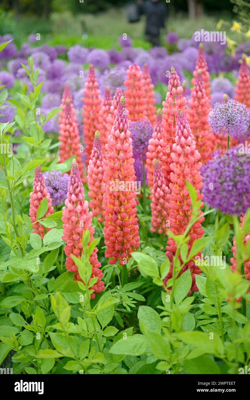 Lupine (Lupinus polyphyllus), globo porro (Allium aflatunense), Hillier Arboretum, Romsey, Inghilterra, Gran Bretagna Foto Stock