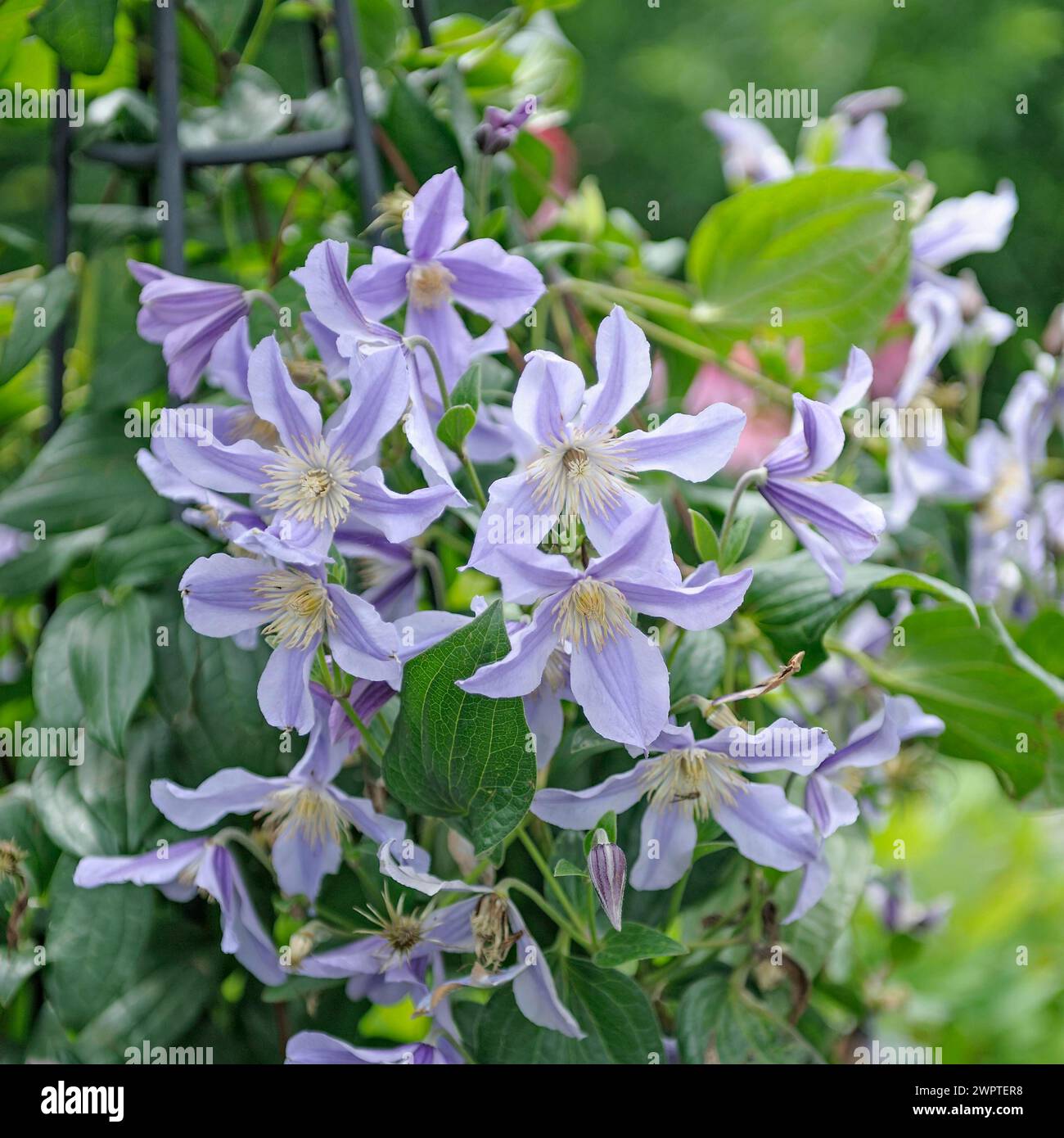 Clematis STAR RIVER Foto Stock