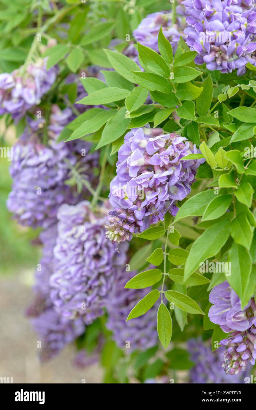 American Blue rain (Wisteria frutescens 'Amethyst Falls'), Ufficio statale sassone per l'ambiente, l'agricoltura e la geologia, Pillnitz, Sassonia, Germania Foto Stock