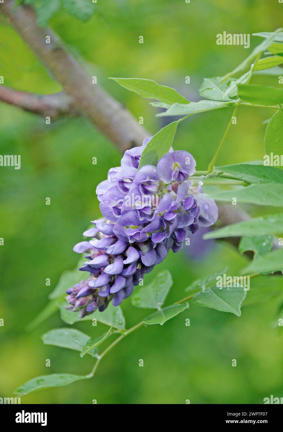 American Blue rain (Wisteria frutescens "Amethyst Falls") Foto Stock