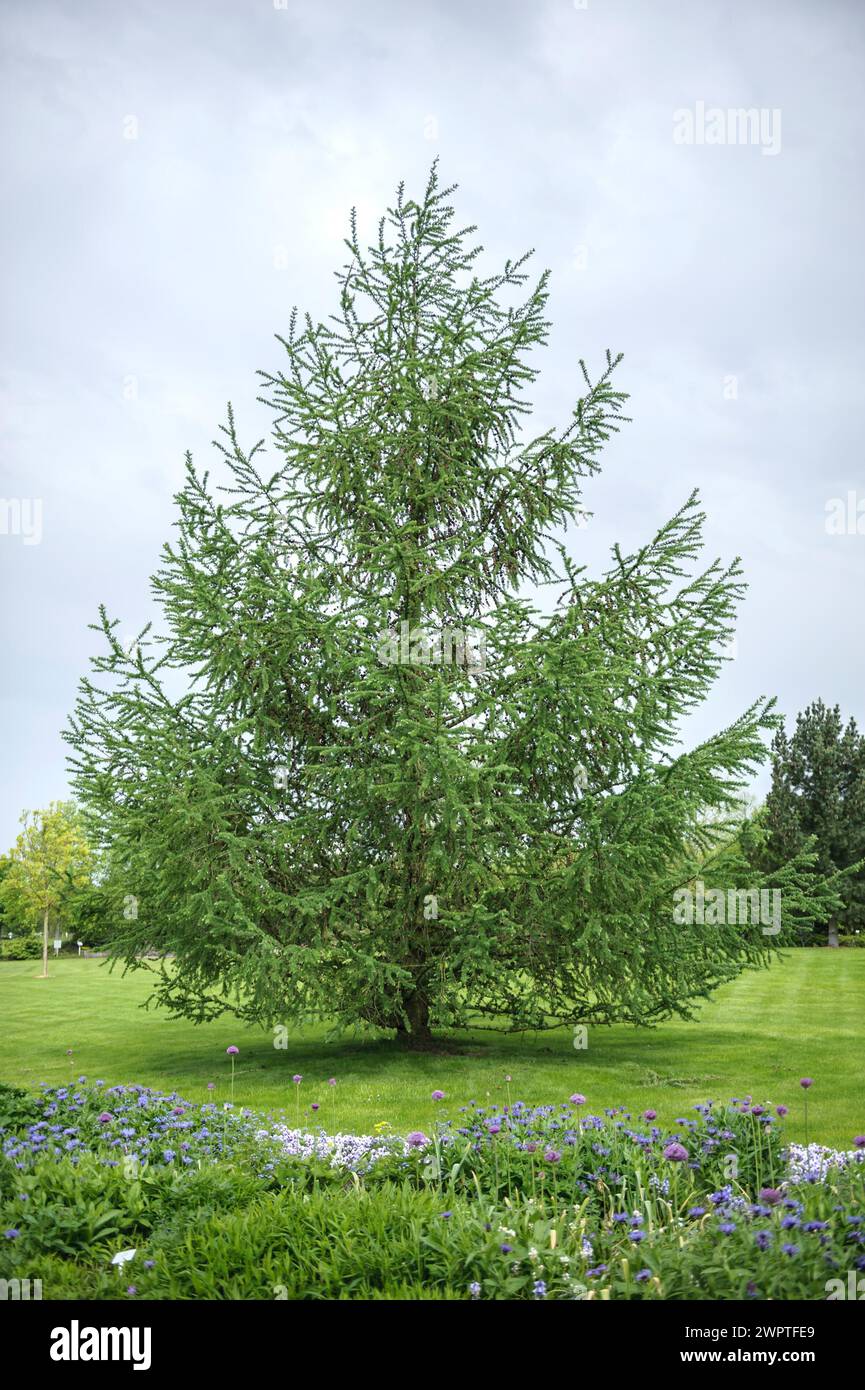 Larice giapponese (Larix kaempferi), Park der Gaerten, Bad Zwischenahn, bassa Sassonia, Germania Foto Stock