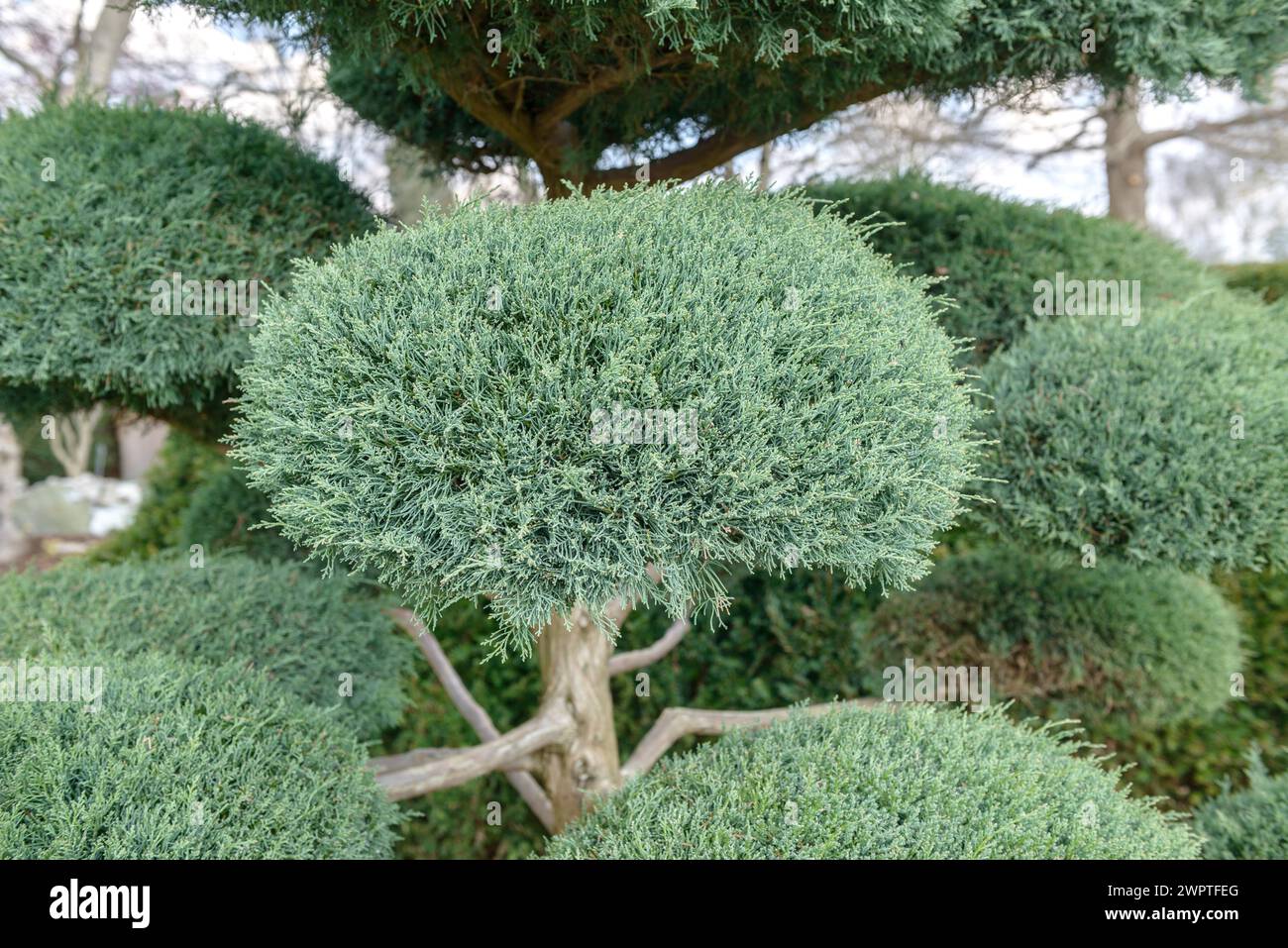 Ginepro virginiano (Juniperus virginiana 'Hetz'), Wilhelma, Rain, Baviera, Germania Foto Stock