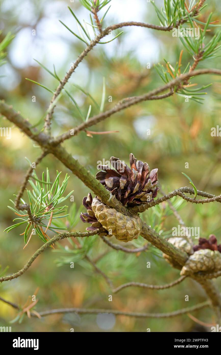 Banks' Pine (Pinus banksiana), Tharandt Forest Park, Tharandt, Sassonia, Germania Foto Stock