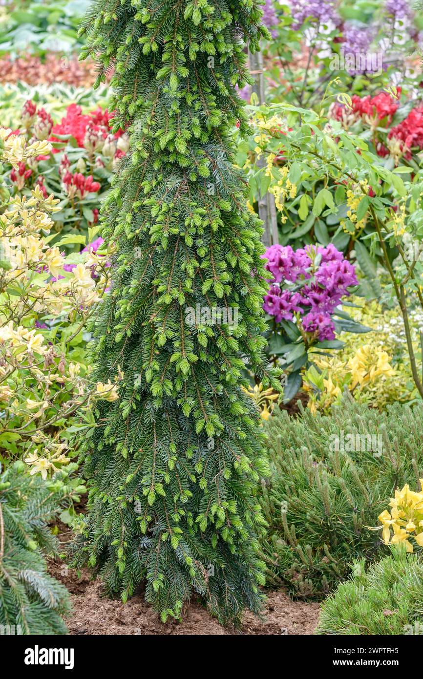 Abete serbo (Picea omorika 'Pendula Bruns'), Rhodo 2014, Bad Zwischenahn, bassa Sassonia, Germania Foto Stock