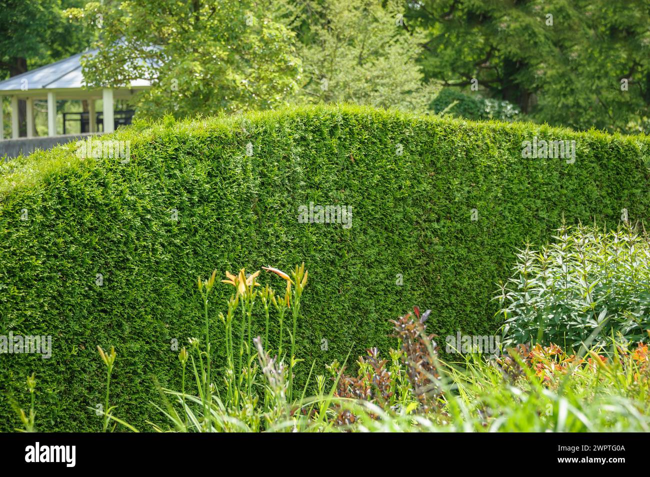 Arborvitae occidentale (Thuja occidentalis 'Brabante'), giardini del castello di Arcen, Arcen, Limburgo, Paesi Bassi Foto Stock