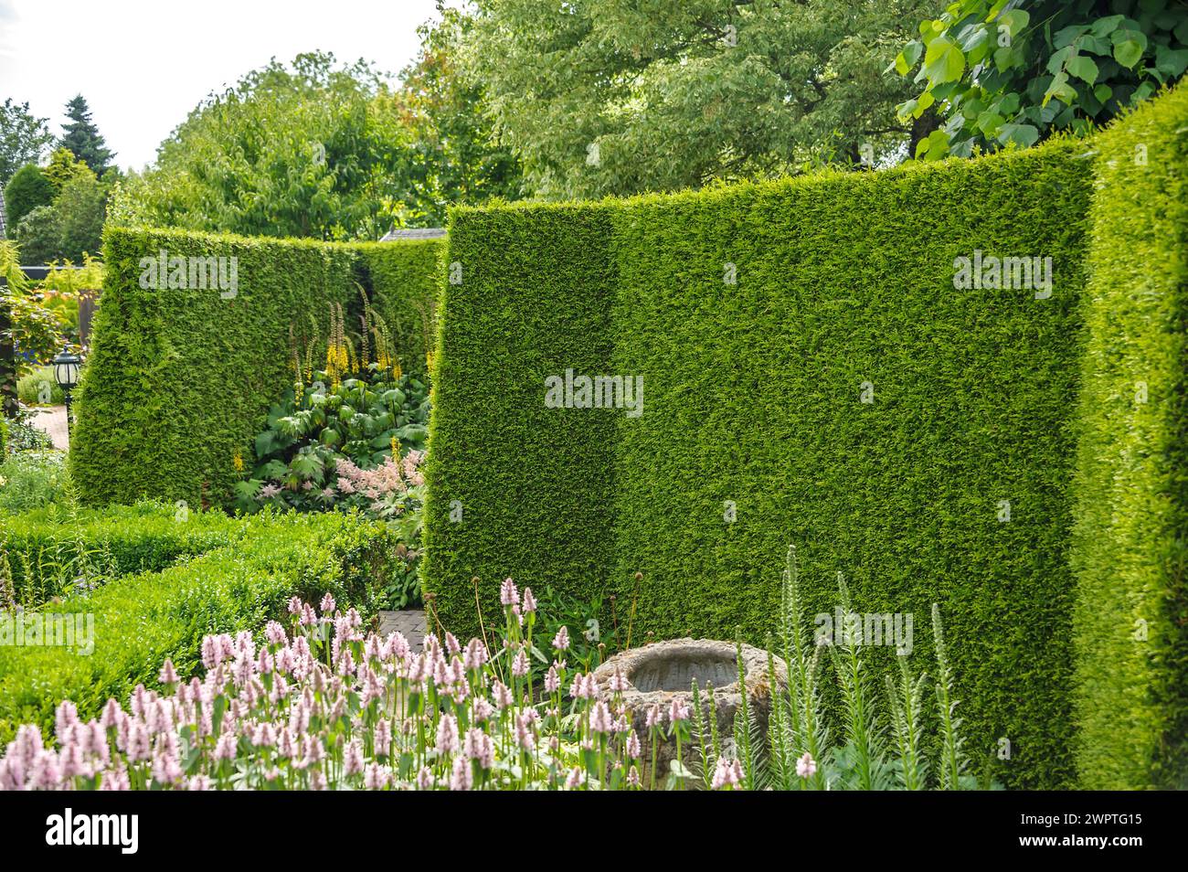 WESTERN arborvitae (Thuja occidentalis 'Brabant'), Appeltern, Gheldria, Paesi Bassi Foto Stock