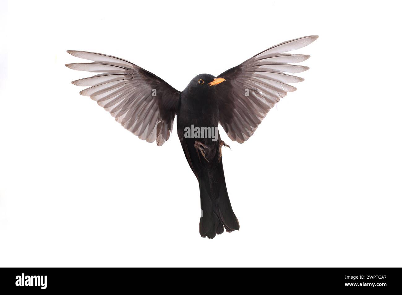 turdus merula - un uccello nero in volo isolato su uno sfondo bianco Foto Stock