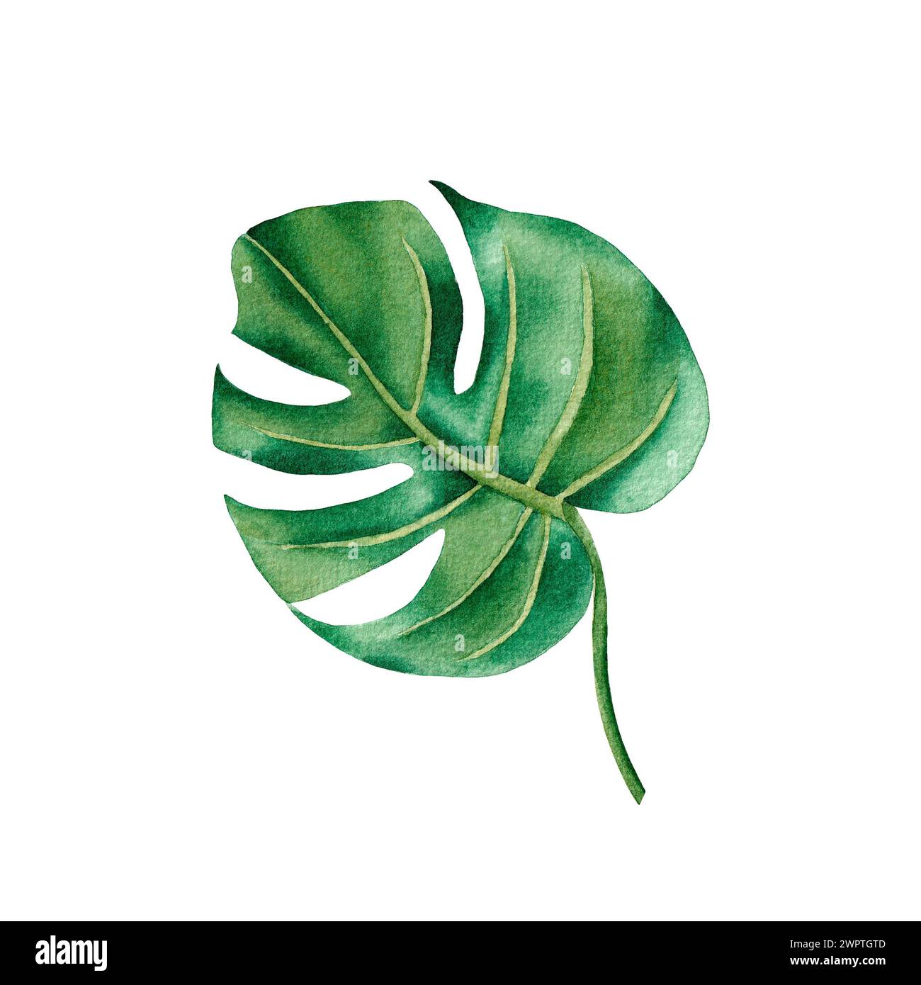 Foglia di monstera tropicale. Illustrazione acquerello isolata su sfondo bianco Foto Stock