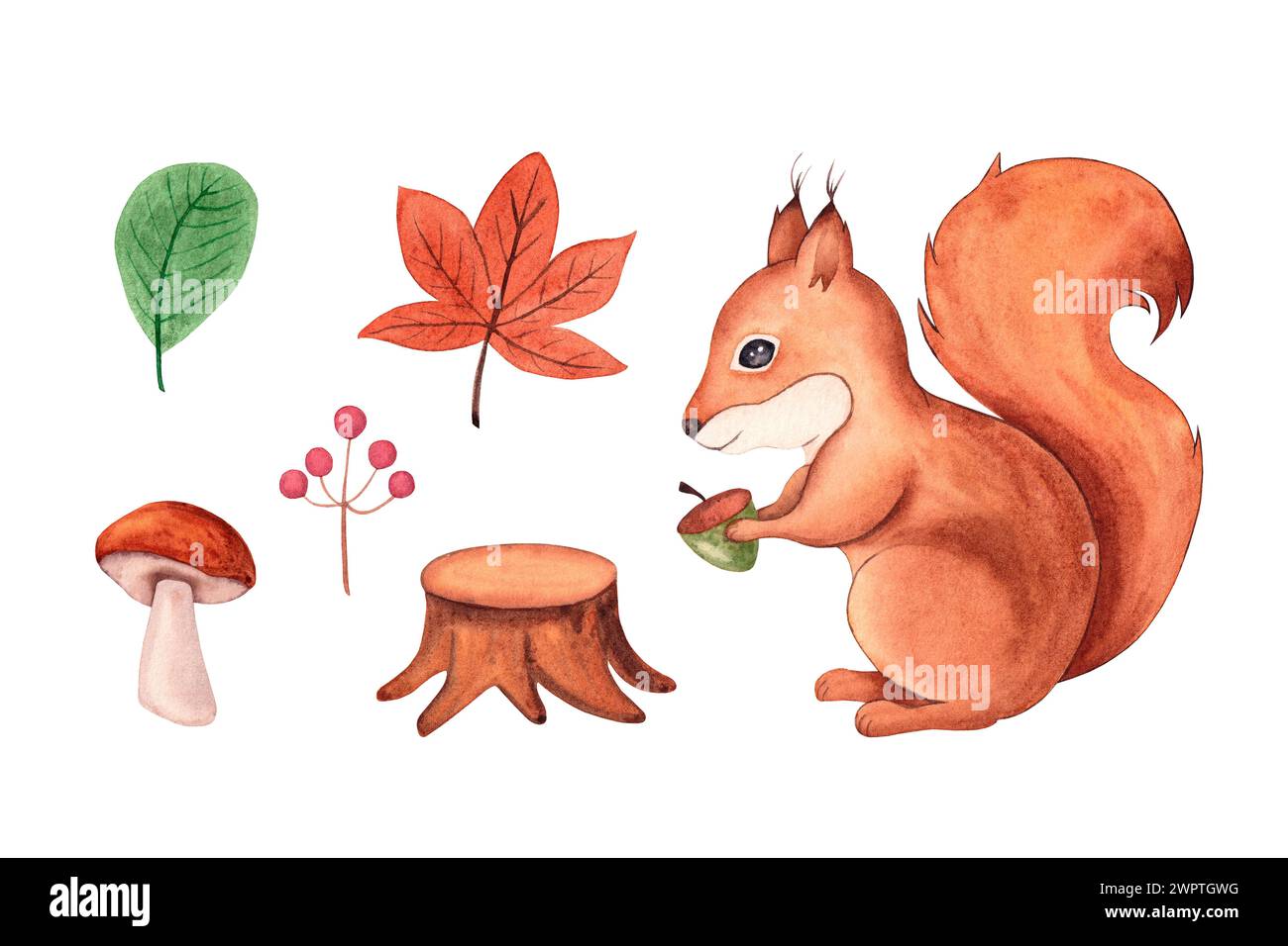 Illustrazione acquerello di uno scoiattolo e di elementi di foresta. Foglie disegnate a mano, funghi, ceppi, bacche, isolate su sfondo bianco. Foto Stock