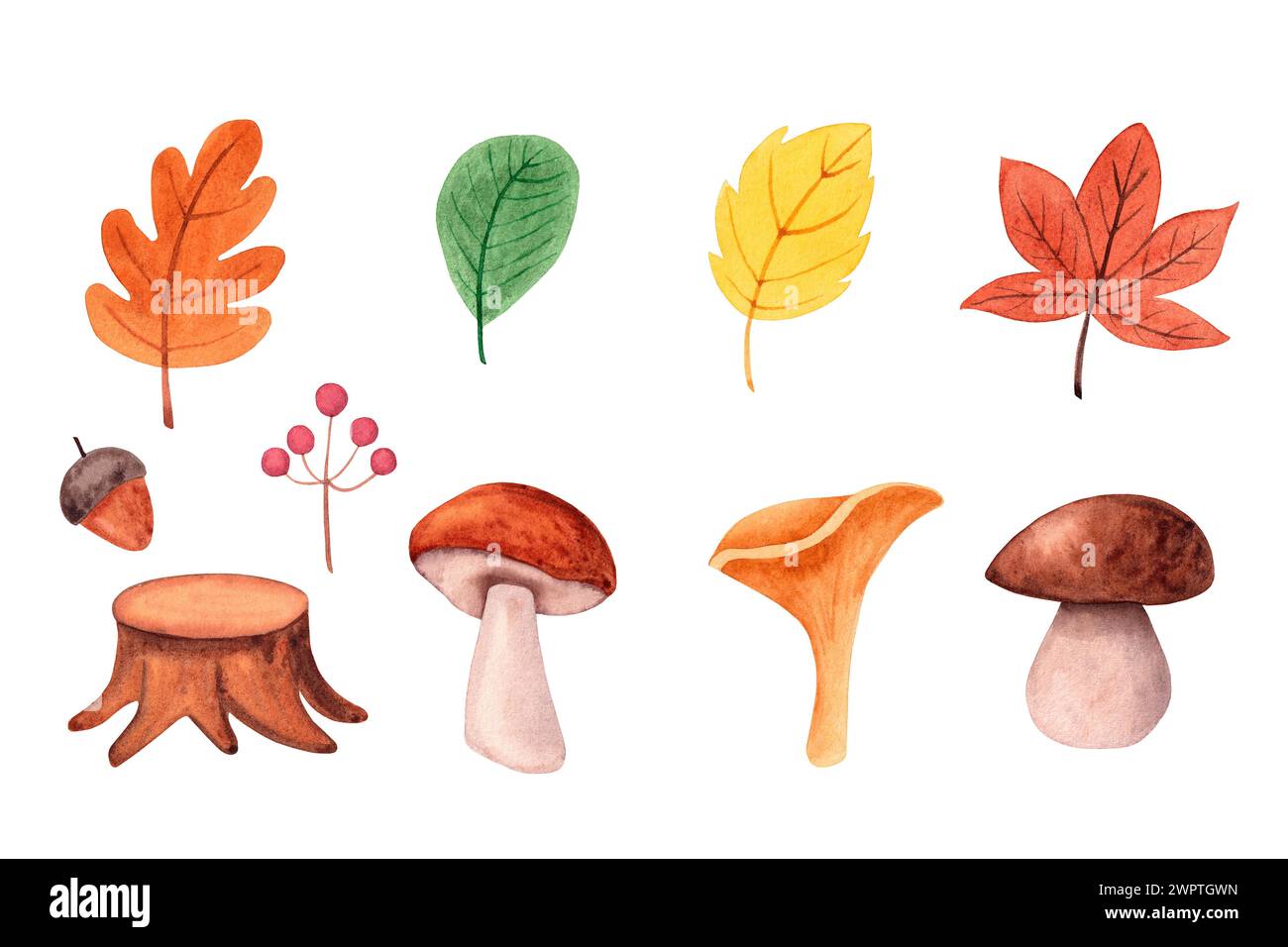 Set di piante autunnali acquerelli. Foglie, funghi, bacche, ghianda, ceppo d'albero. Illustrazione della foresta isolata su sfondo bianco. Foto Stock