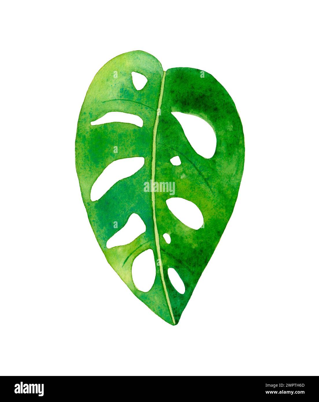 Foglia tropicale acquerello. Illustrazione dipinta a mano isolata su sfondo bianco. Foto Stock
