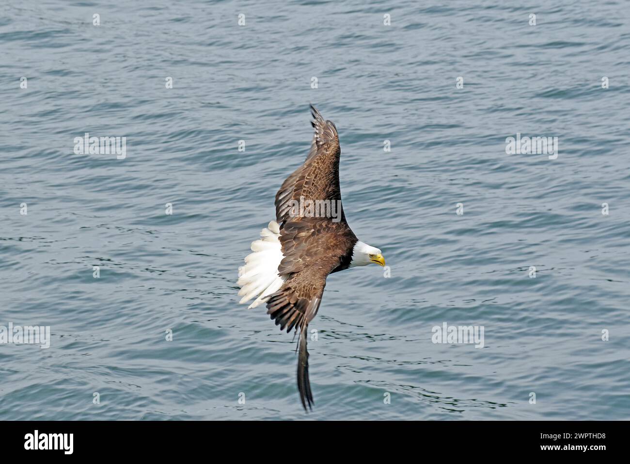 Aquila calva che vola sopra il mare, Columbia Britannica, Canada Foto Stock