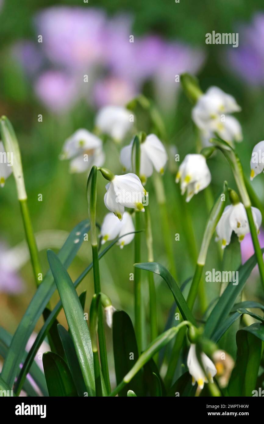 Fiocco di neve primaverile nel prato di crocus, Germania Foto Stock