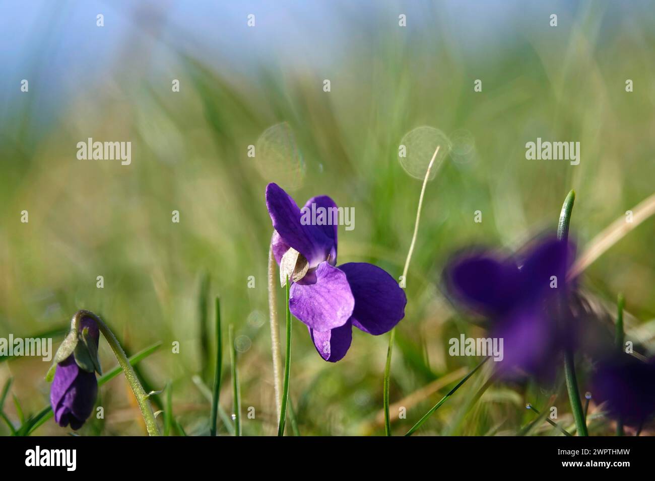 Violette selvatiche, March, Germania Foto Stock