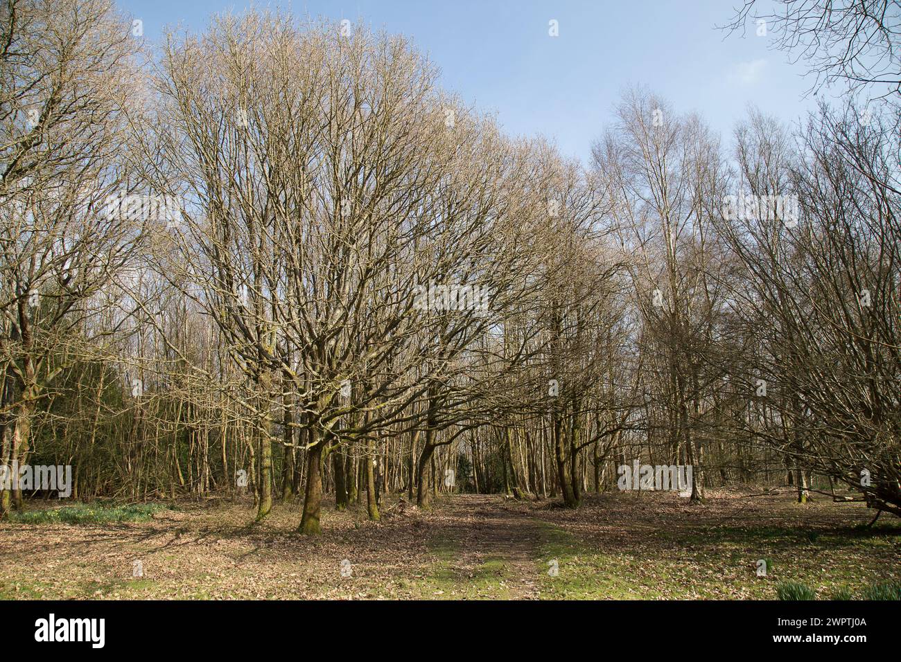 Giardino Emmetts Kent Foto Stock