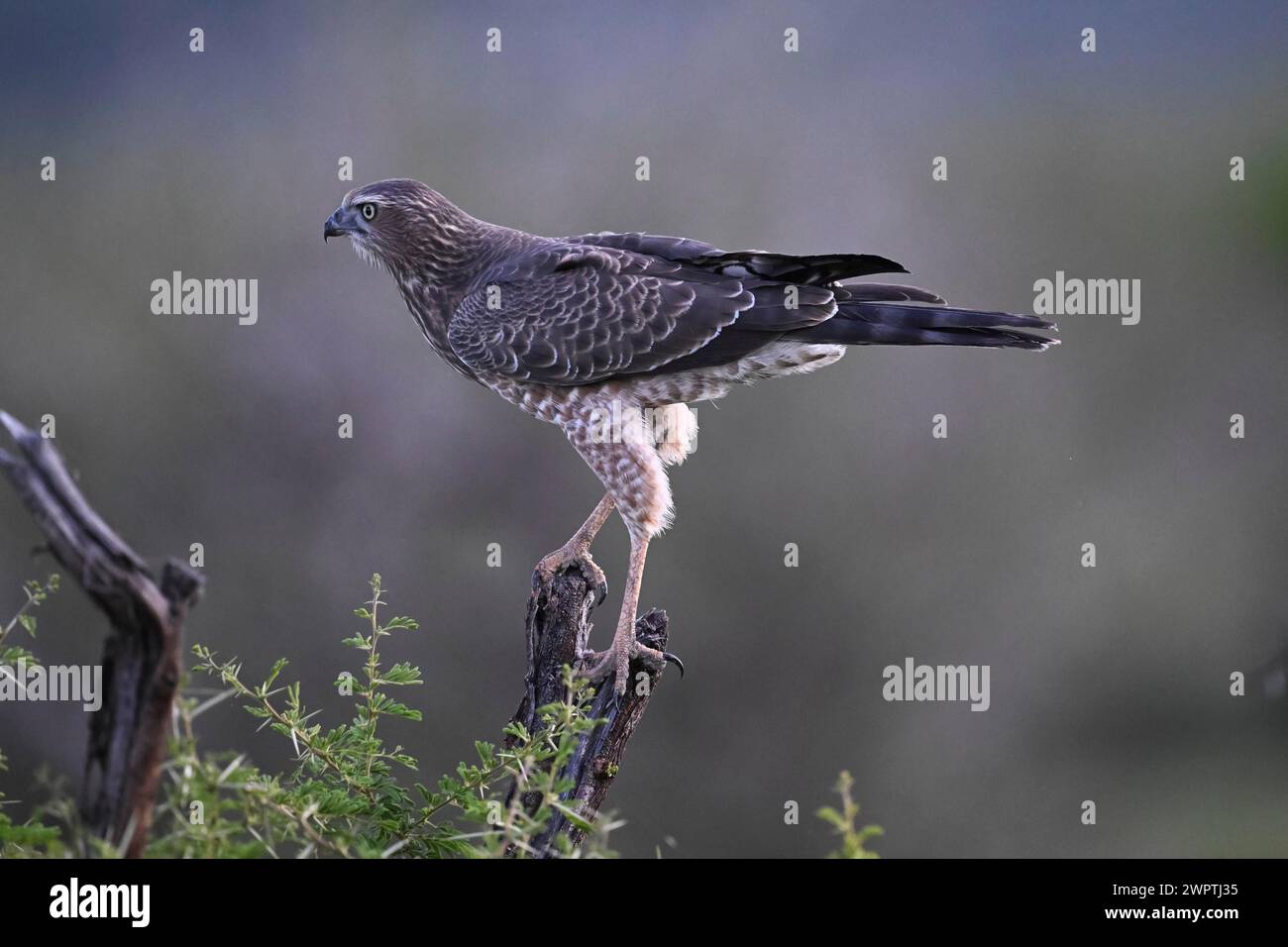 Silver Singing Goshawk, noto anche come pallido Chanting goshawk (Melierax canorus) juvenile, Madikwe Game Reserve, North West Province, Sud Africa, RSA Foto Stock