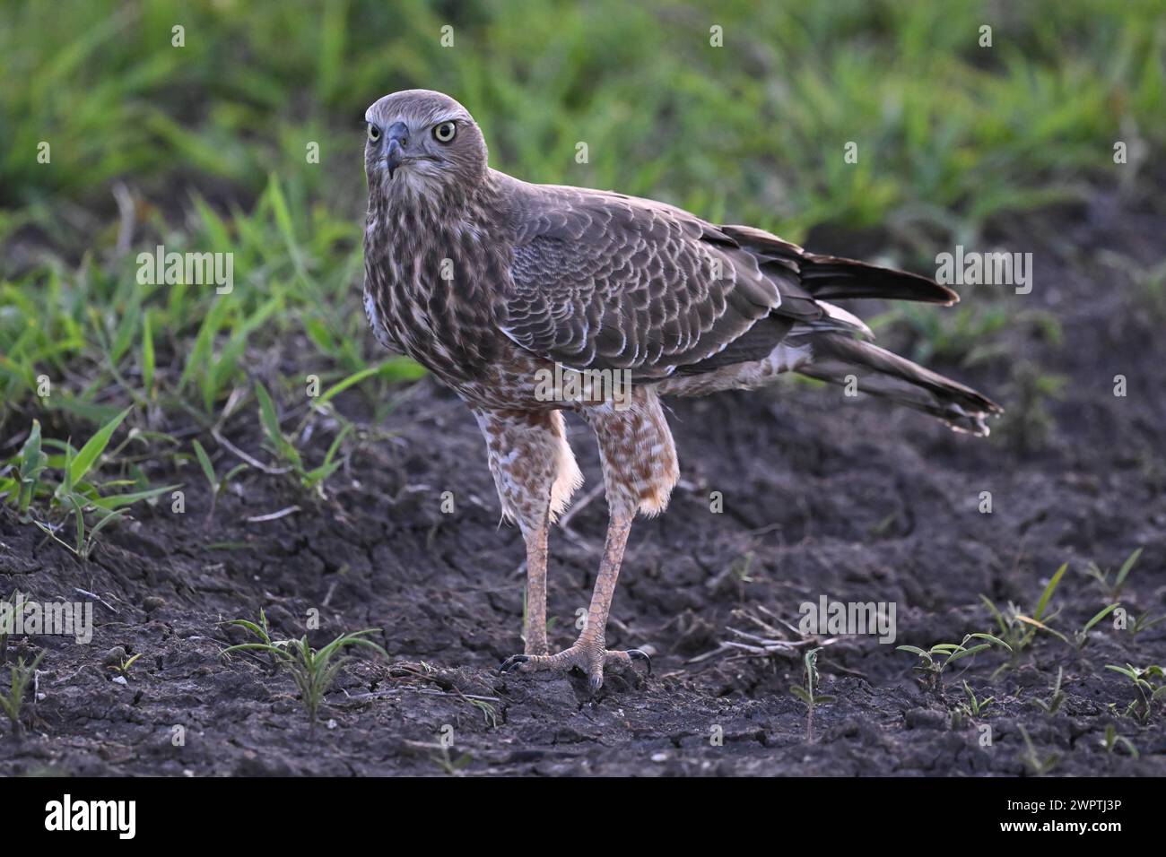 Silver Singing Goshawk, noto anche come pallido Chanting goshawk (Melierax canorus) juvenile, Madikwe Game Reserve, North West Province, Sud Africa, RSA Foto Stock