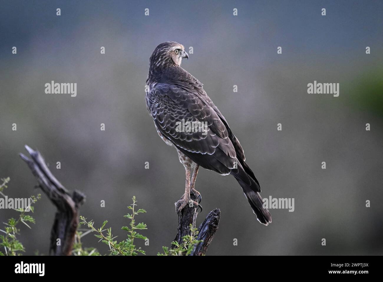 Silver Singing Goshawk, noto anche come pallido Chanting goshawk (Melierax canorus) juvenile, Madikwe Game Reserve, North West Province, Sud Africa, RSA Foto Stock