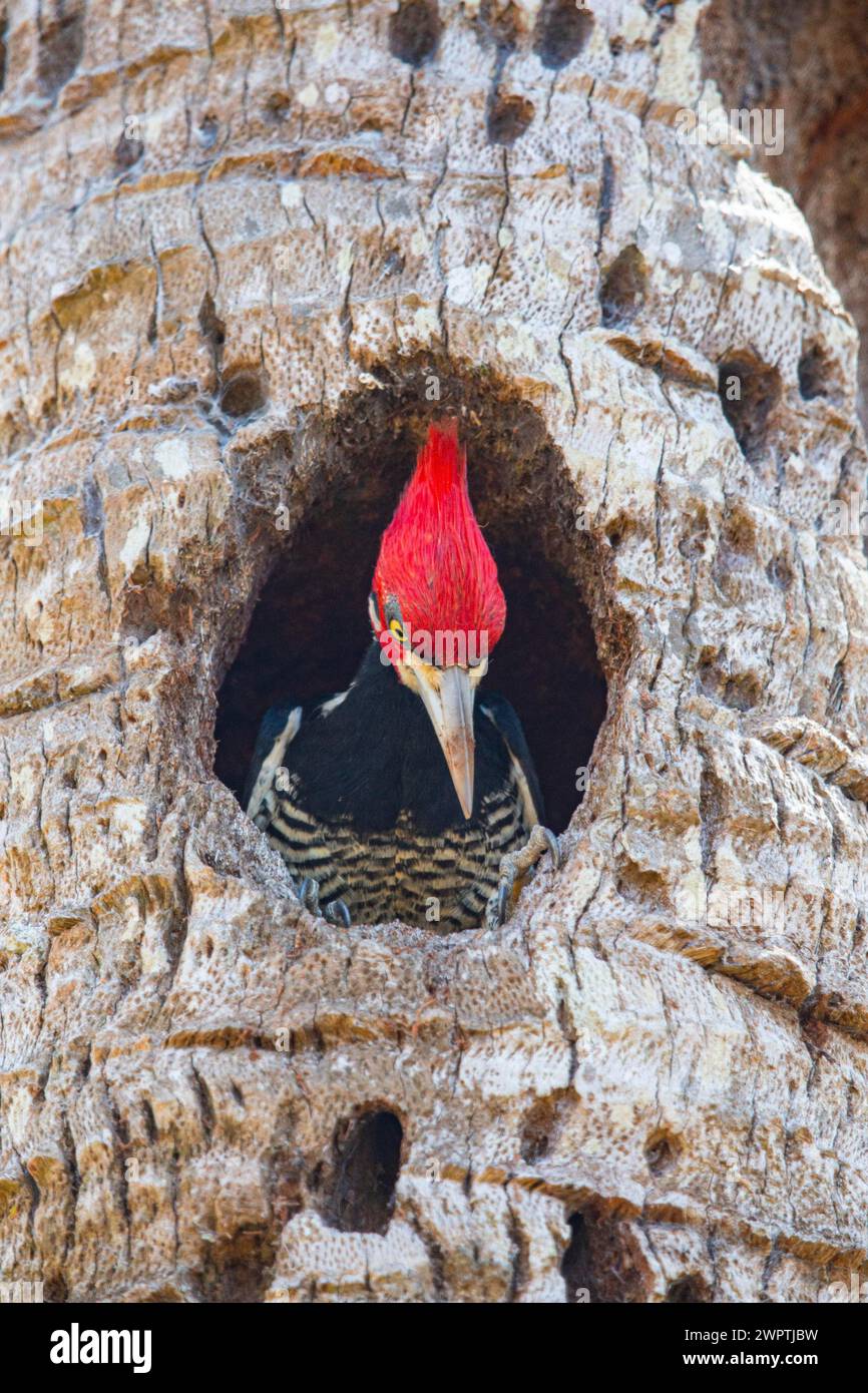 Picchio crestato crestato (Campephilus melanoleucos) Pantanal Brasile Foto Stock