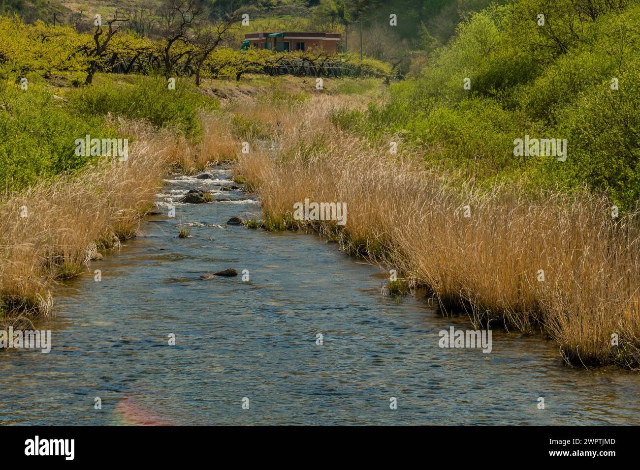 Fiume dolce che scorre attraverso l'erba selvatica e gli alberi, in Corea del Sud Foto Stock