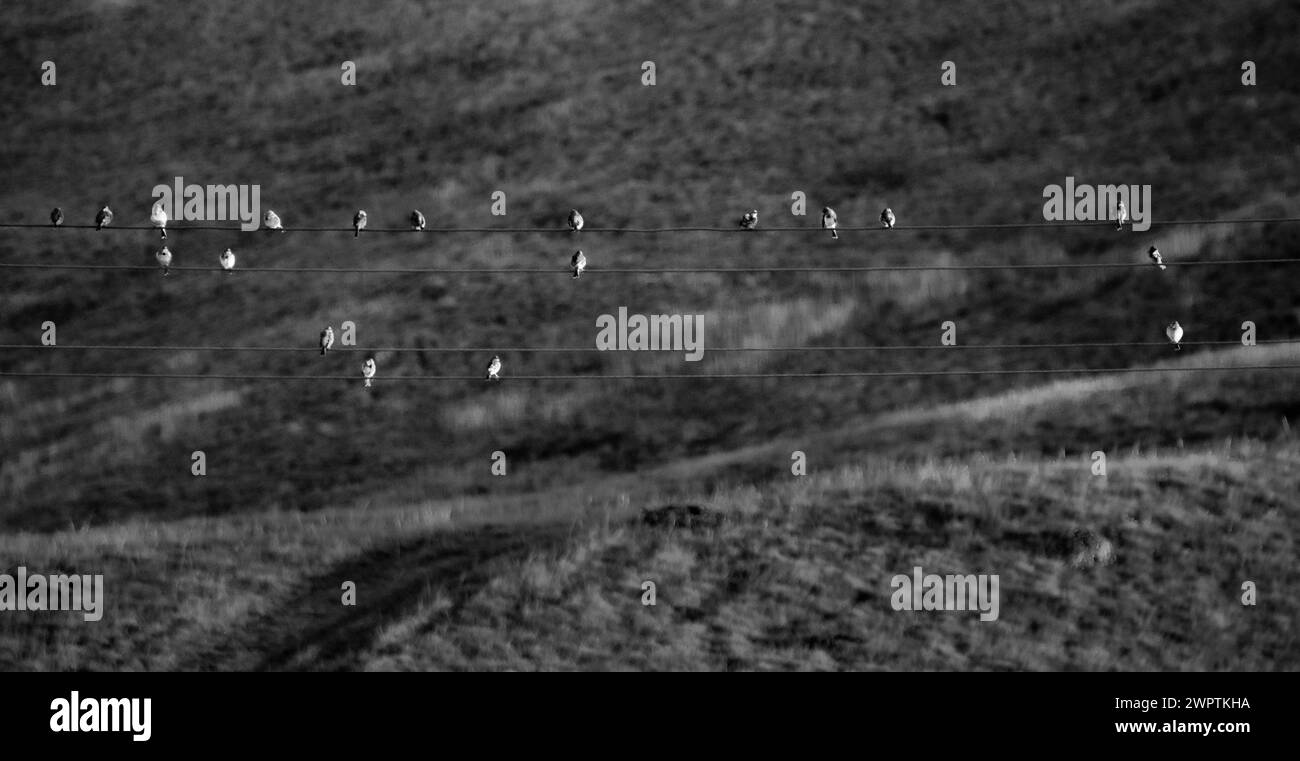 Passeri illuminati dal tramonto sui fili. Versione in bianco e nero. Foto Stock