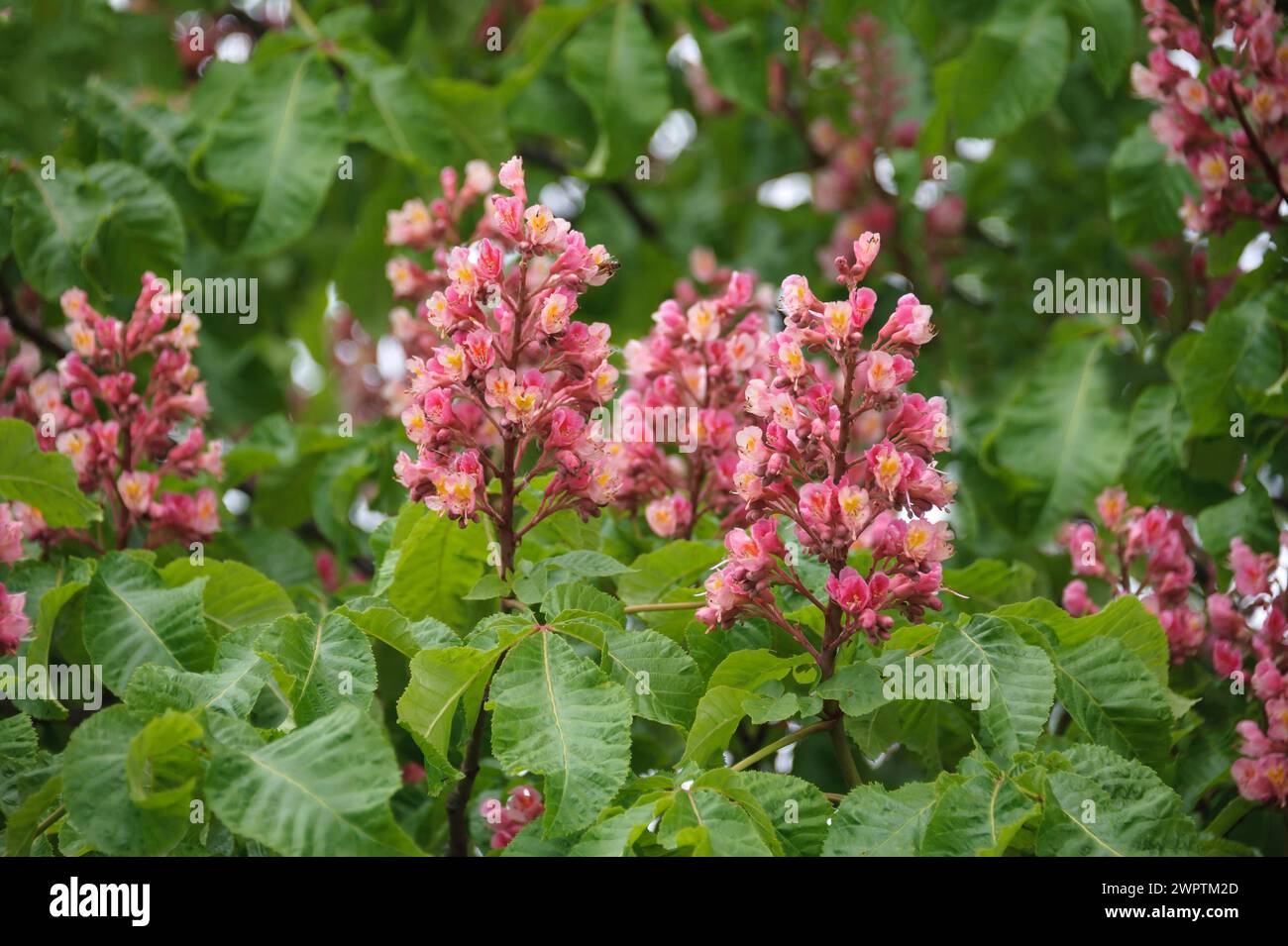 Castagno rosso (Aesculus x carnea 'Briotii'), Schwarze Pumpe, Brandeburgo, Germania Foto Stock