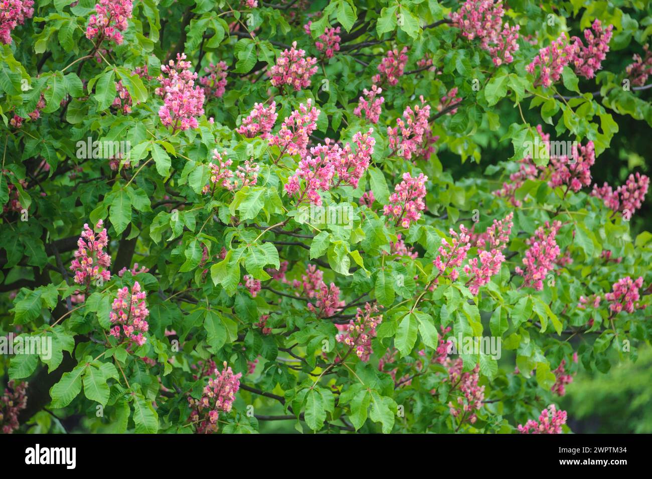 Castagno rosso (Aesculus x carnea 'Briotii'), Schwarze Pumpe, Brandeburgo, Germania Foto Stock