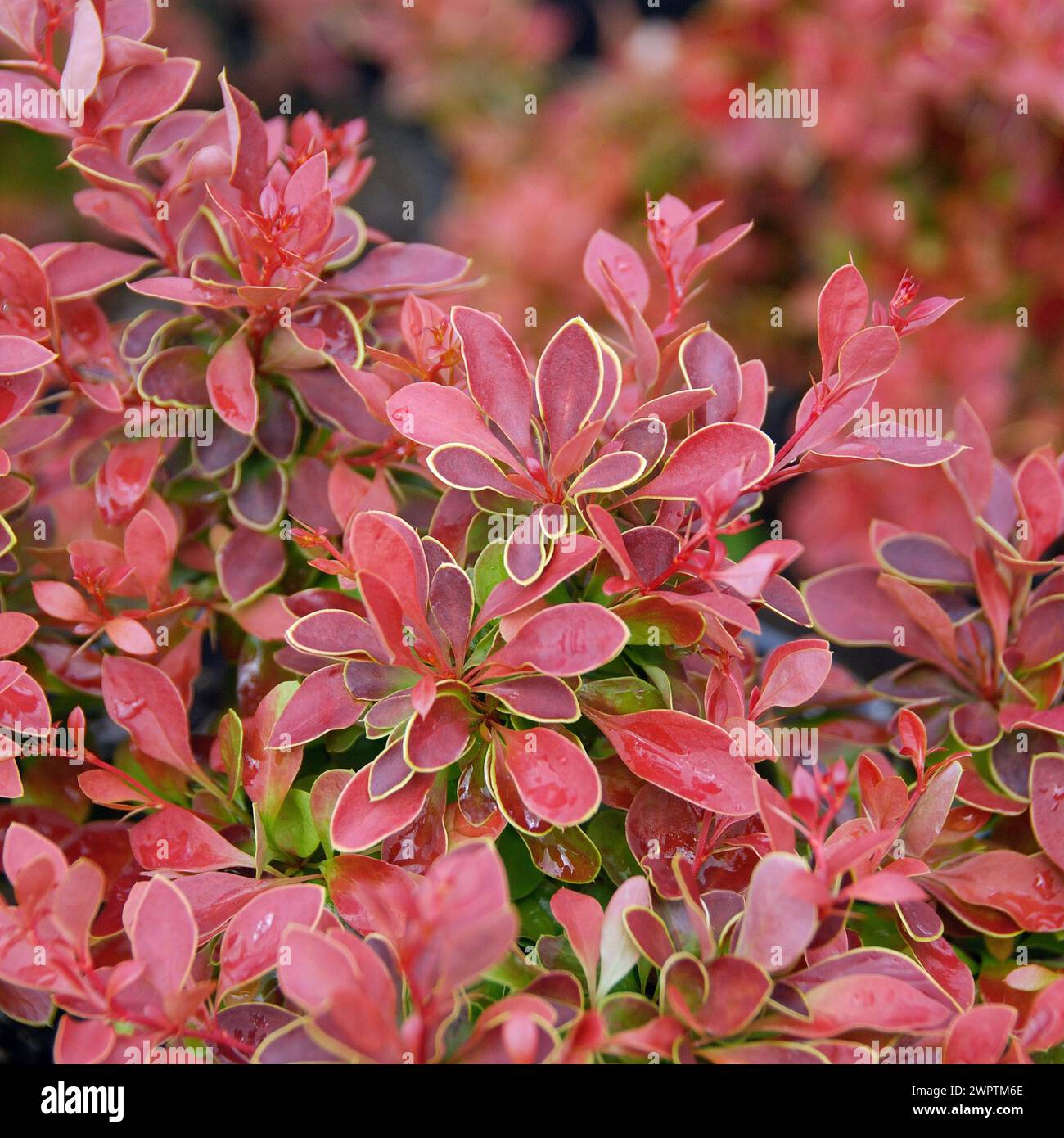 Berberis thunbergii "ammirazione", Bautzen, Sassonia, Germania Foto Stock