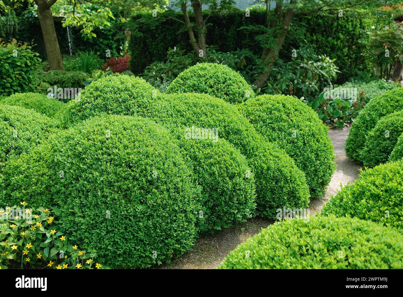 Bosso (Buxus sempervirens arborescens), De Tuinen van Appeltern, Appeltern, 150 Foto Stock