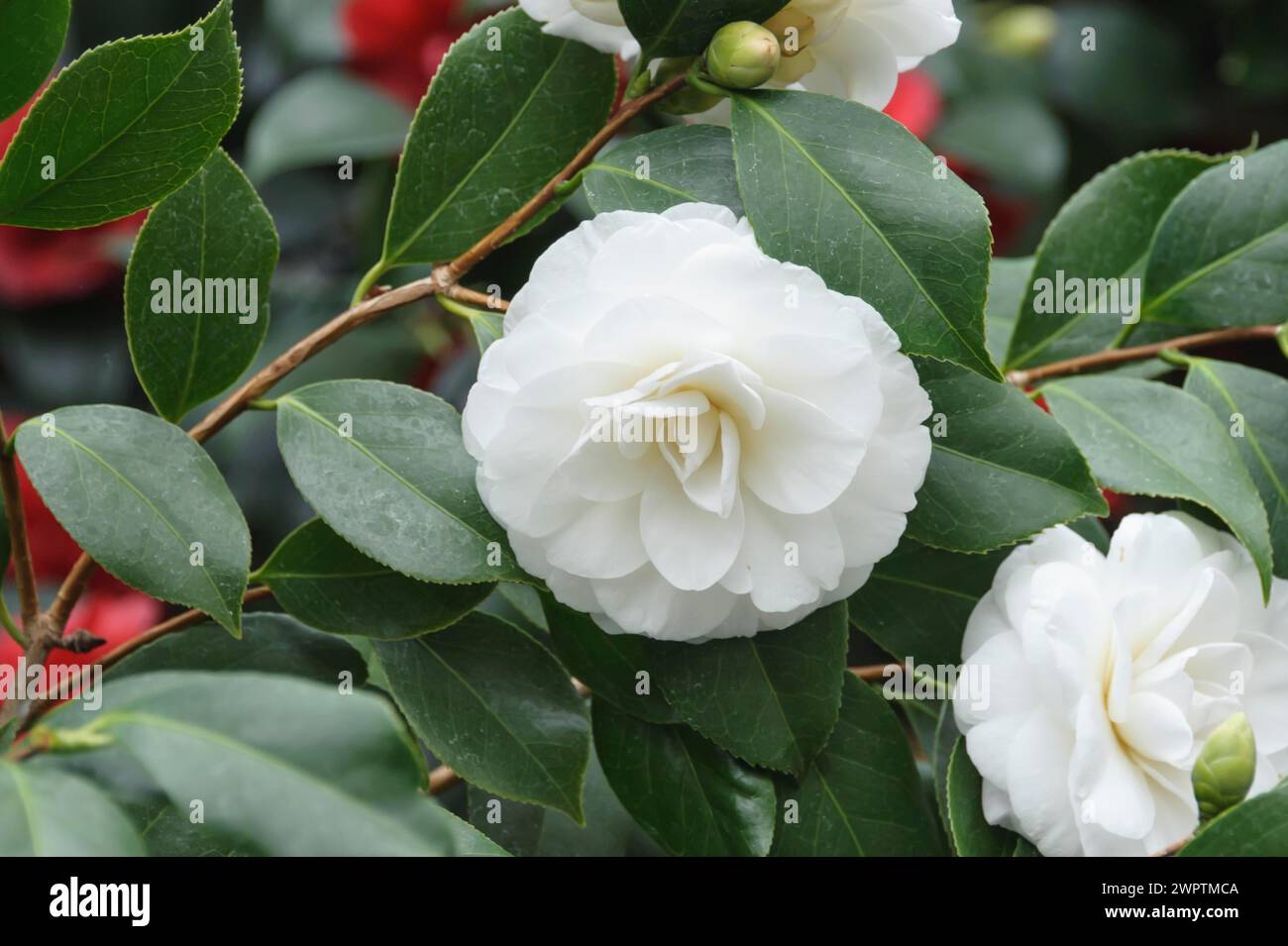 Camellia (Camellia japonica "Alba Plena"), Castello di Koenigsbrueck, Koenigsbrueck, Sassonia, Germania Foto Stock