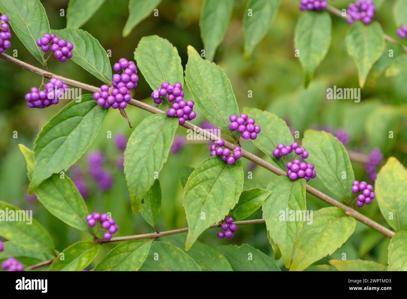 Beauty Fruit (Callicarpa dichotoma), Hakon Botanical Garden of Wetlands, Hakone, Honshu, Giappone Foto Stock